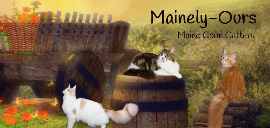 Mainely-Ours Cattery