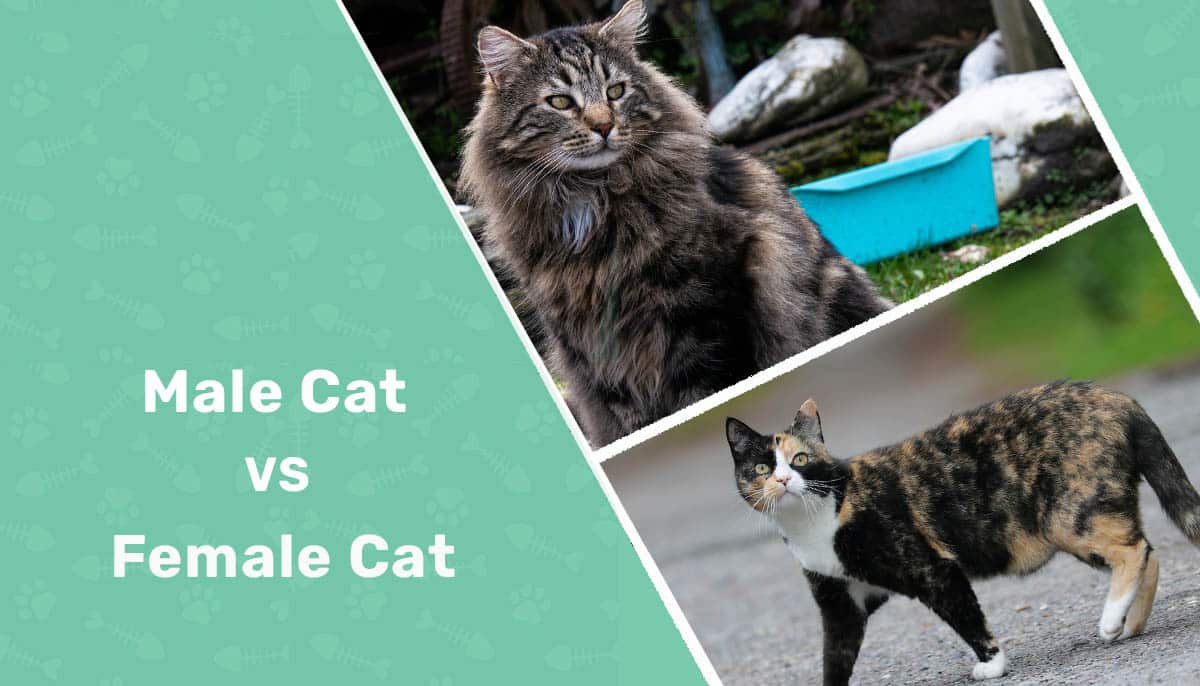 Male vs Female Cats: Vet-Reviewed Differences (With Pictures)