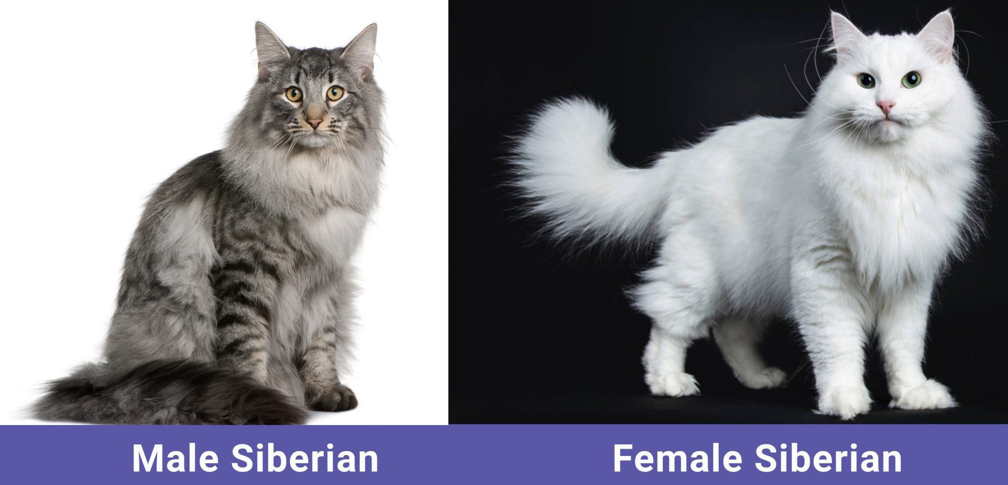 Male vs Female Siberian Cat Side By Side