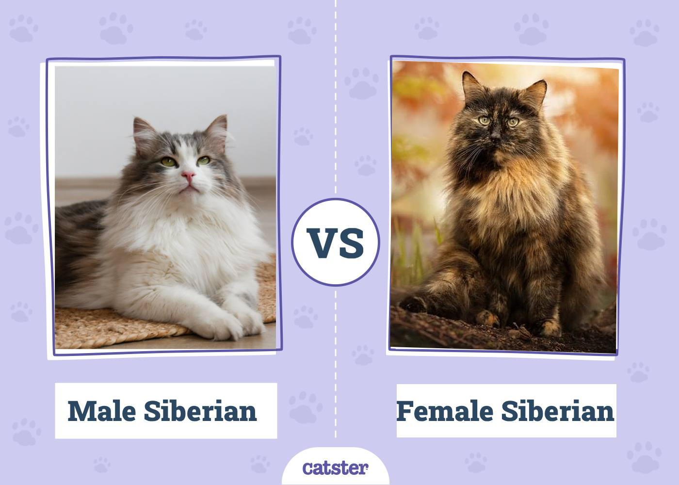 Male vs Female Siberian Cats: What's the Difference? (With Pictures)
