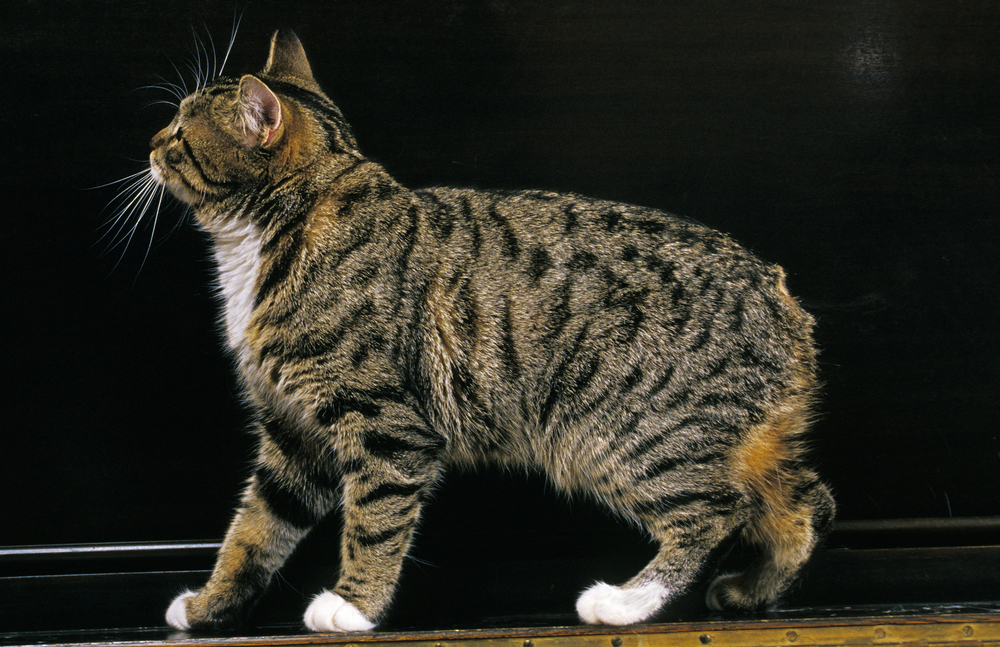 History of the Manx Cat: Taking a Look at Their Past (Vet-Verified)