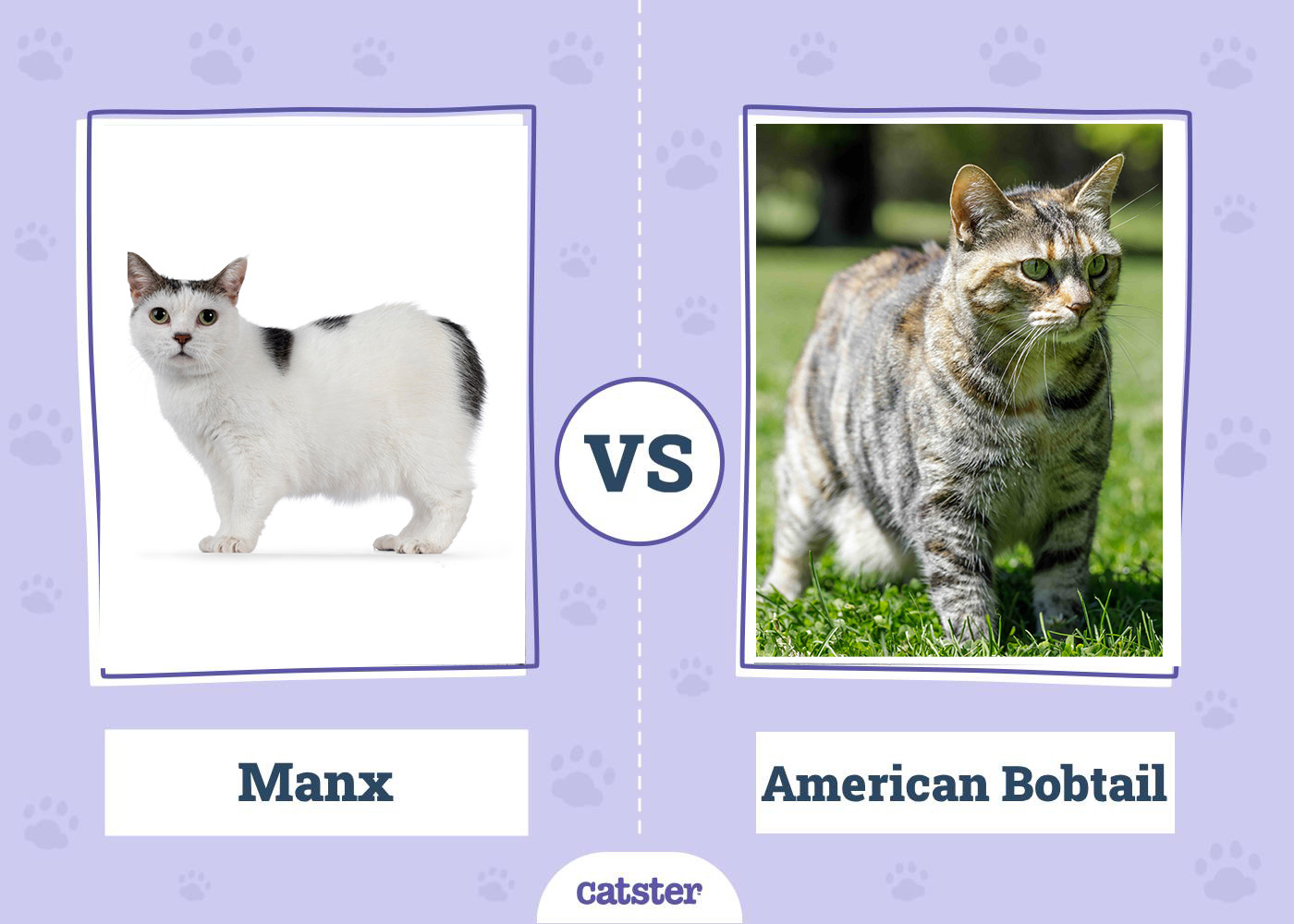 Manx Cat vs American Bobtail Cat: Key Differences (With Pictures)
