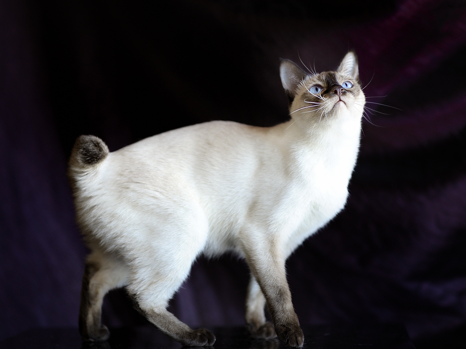 Mekong Bobtail Cat