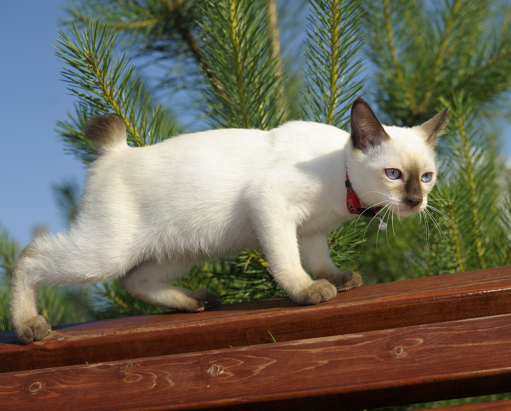 Image By: Mekong bobtail chocolate point, Cofein Pride cattery by Alex Opryatin licensed by CC 3.0