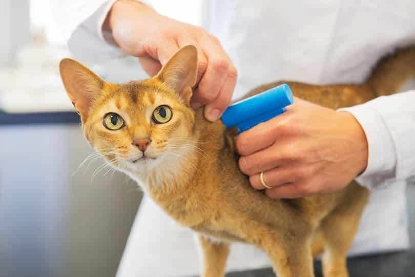 5 Side Effects of Microchipping Your Cat - What You Should Know! Vet-Approved Info