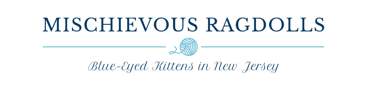 Mischievous Ragdolls