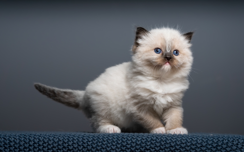 Mitted pattern Ragdoll cat