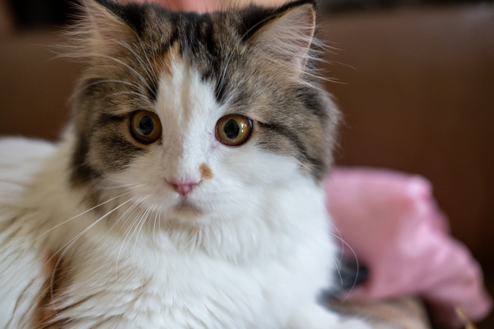 Mixed breed cat between Maine Coon and Scottish Fold