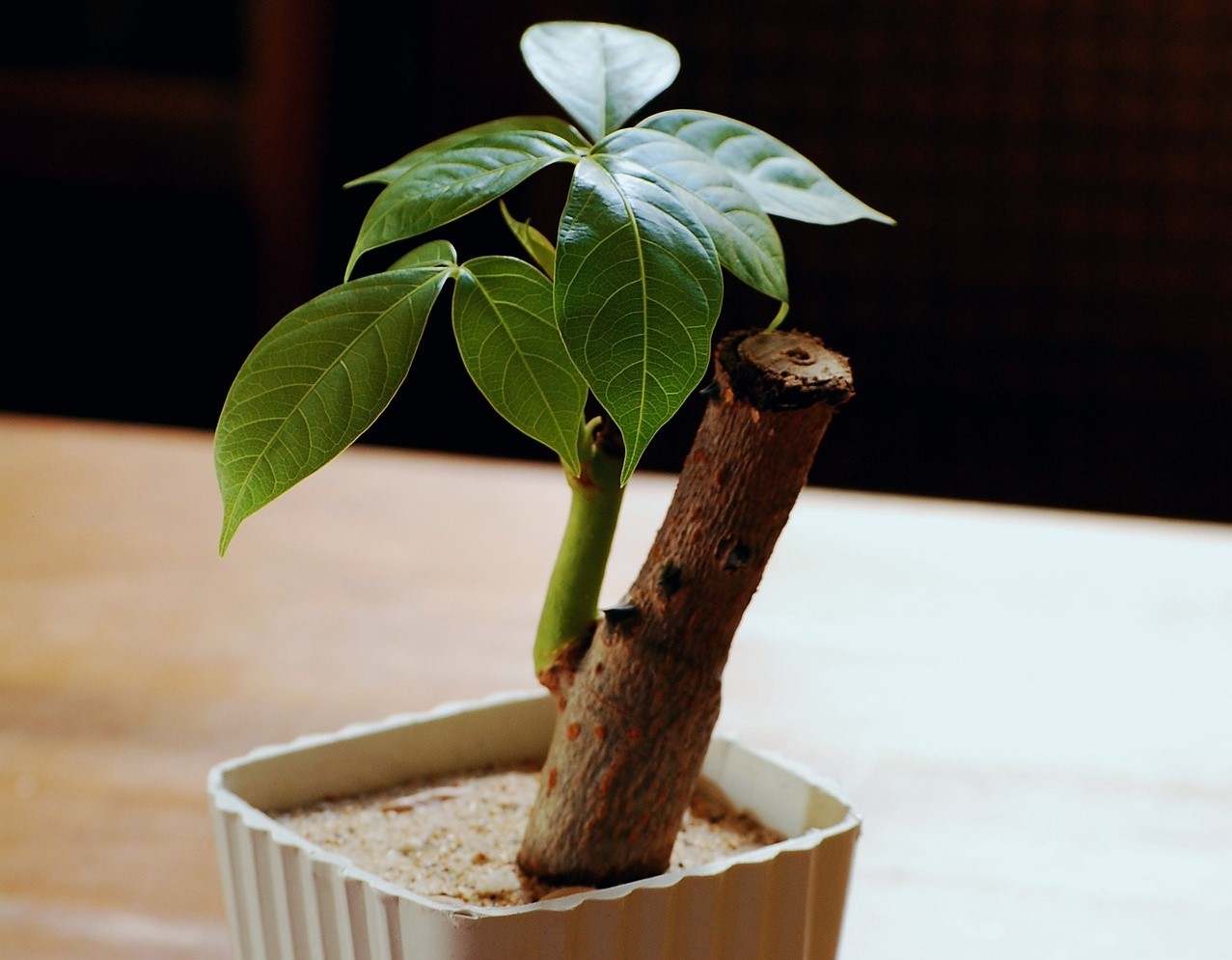 Money Plant in a white pot on a table