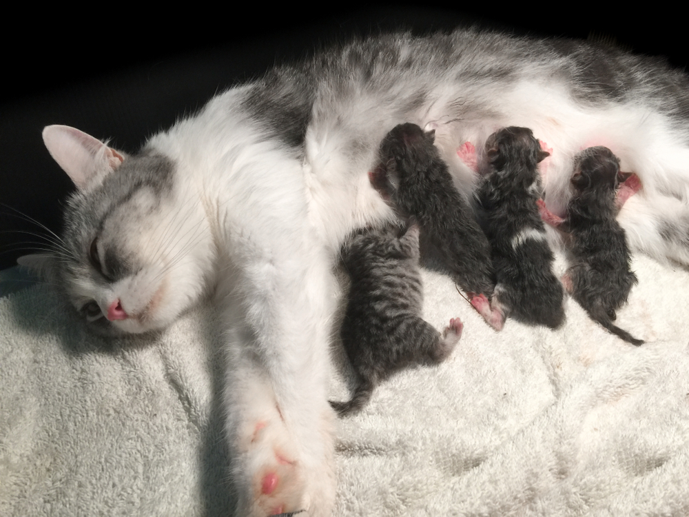 Do Cats Bleed After Giving Birth? Vet-Approved Facts & FAQ
