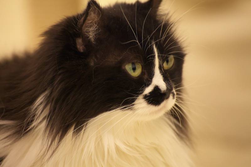 Munchkin Maine Coon Cat Mix: Pictures, Info, Temperament & Traits