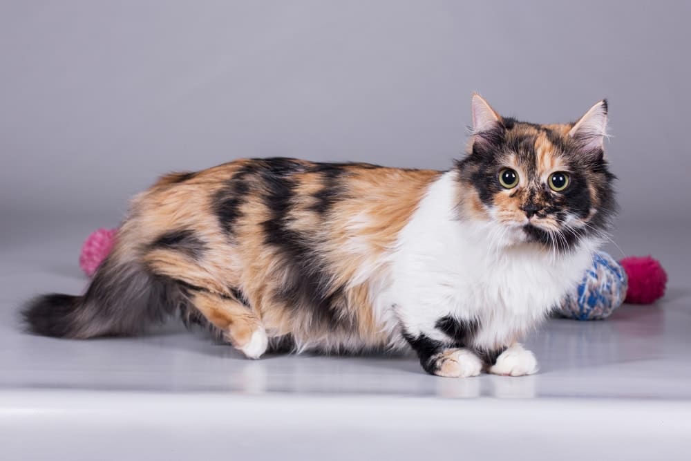 Can a Munchkin Cat Jump? Vet-Approved Facts