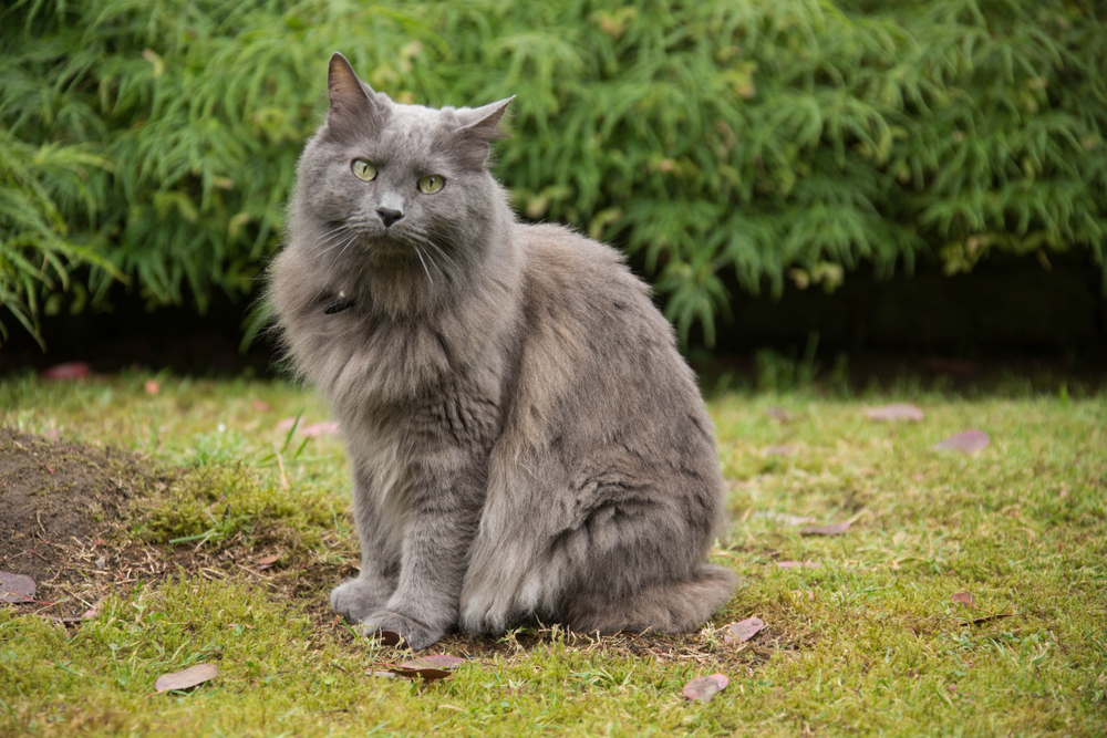 Nebelung Cat Breed Info: Pictures, Traits & Facts