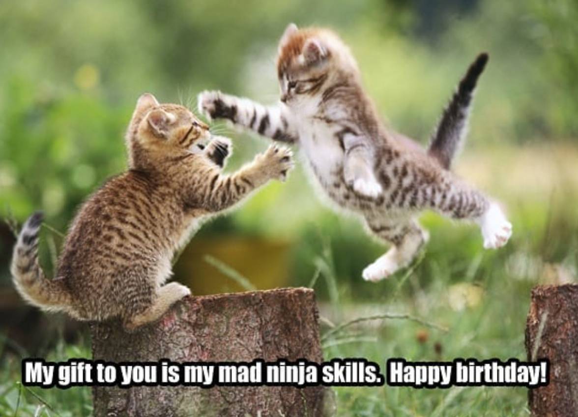 Ninja Kittens