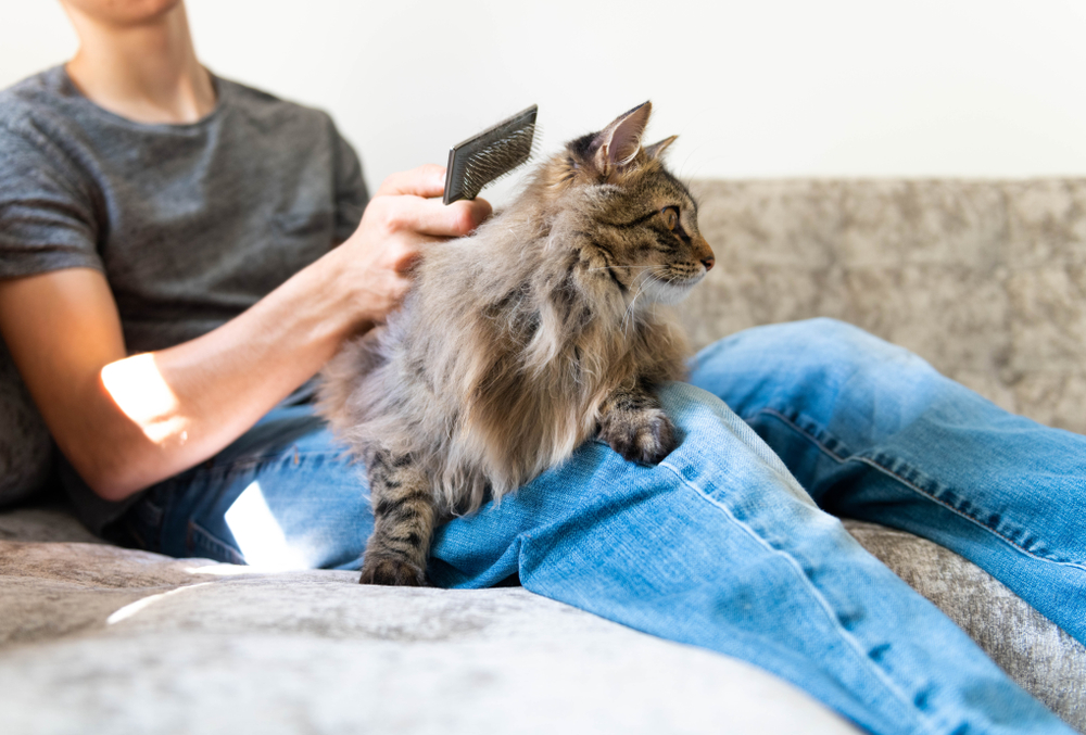 10 Essential Cat Grooming Supplies To Get You Started