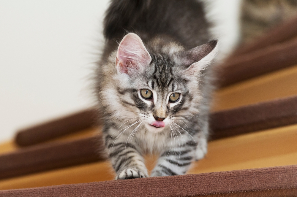 Norwegian Forest Kitten getting down the stairs