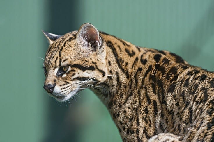 Ocelot cat