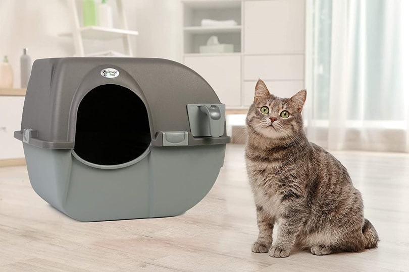 10 Best Budget Cat Litter Boxes in 2026 — Reviews & Top Picks