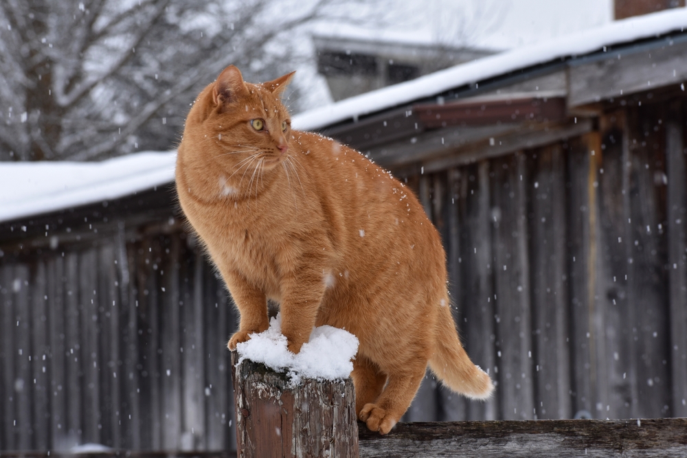How to Help Stray & Feral Cats Survive in Winter: 8 Vet-Approved Tips