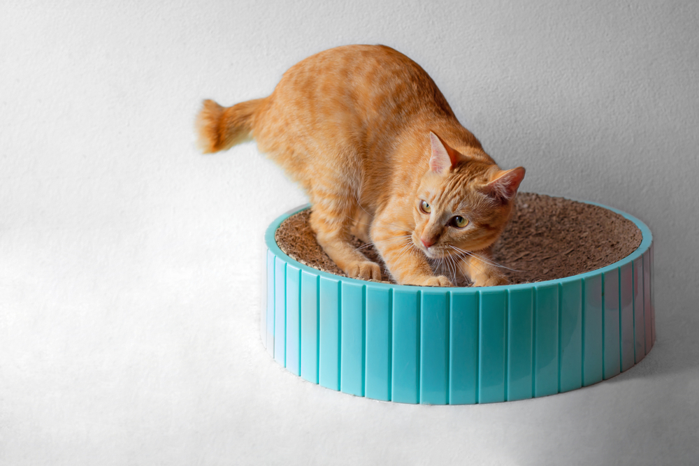 8 Best Cardboard Cat Scratchers in 2026: Reviews & Top Picks