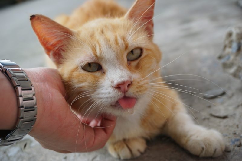Why Is My Cat Drooling Thick Saliva? 12 Vet-Reviewed Reasons & Treatment