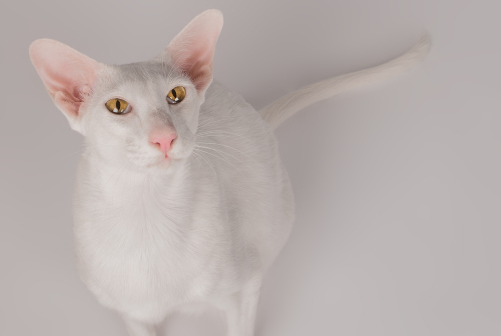 Oriental White Cat