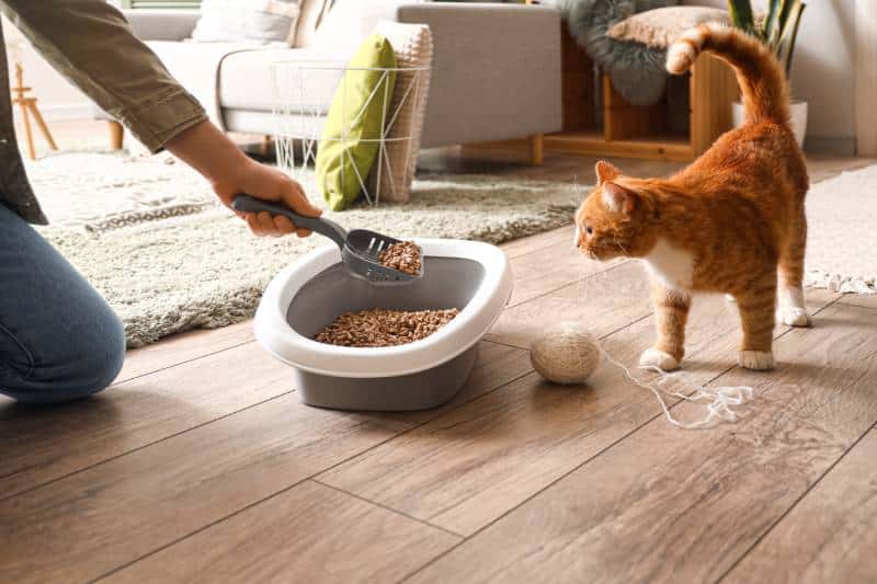 8 Best Cheap Cat Litters in 2026 - Reviews & Top Picks