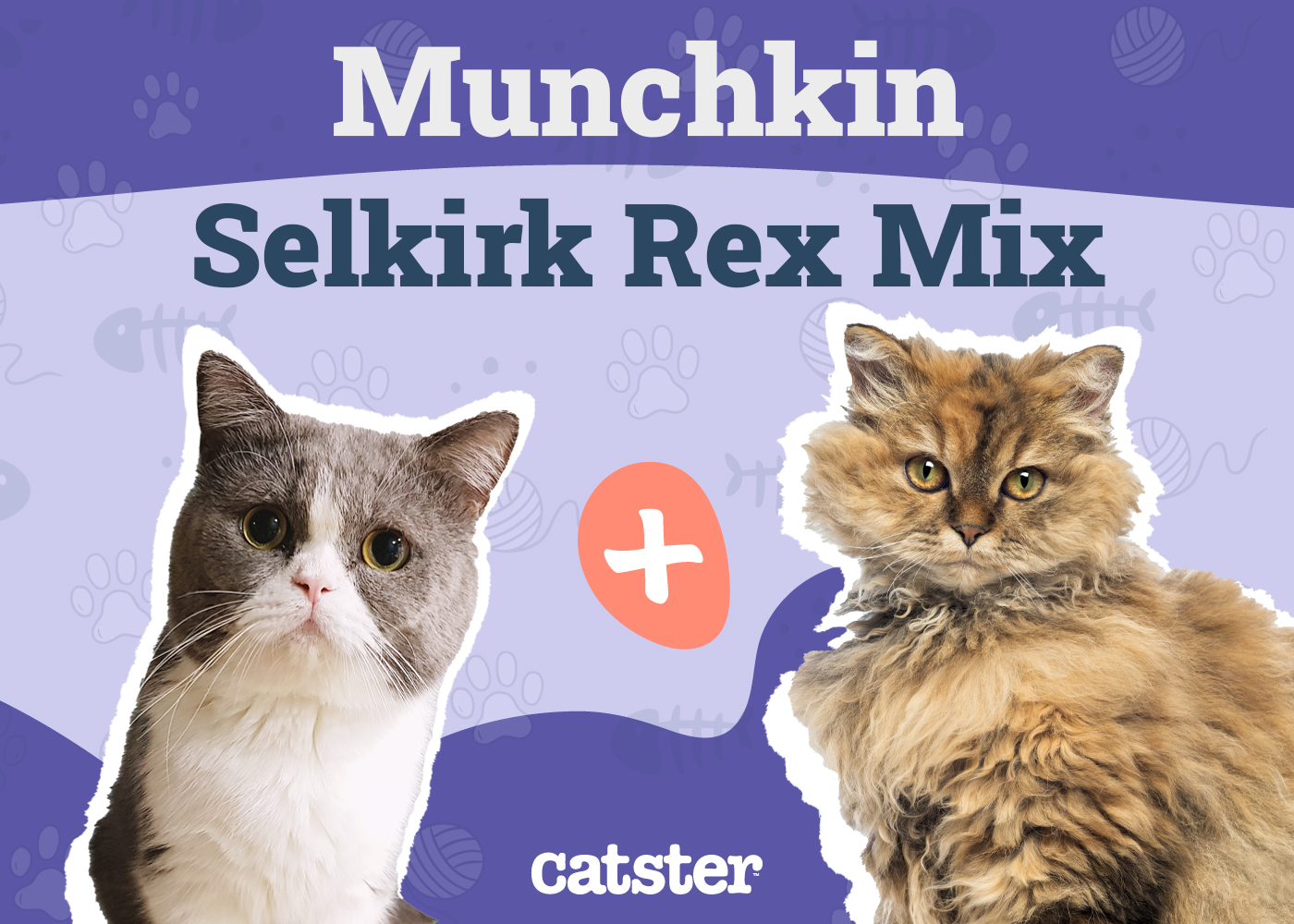 Lambkin Cat Breed Info: Pictures, Facts & Traits