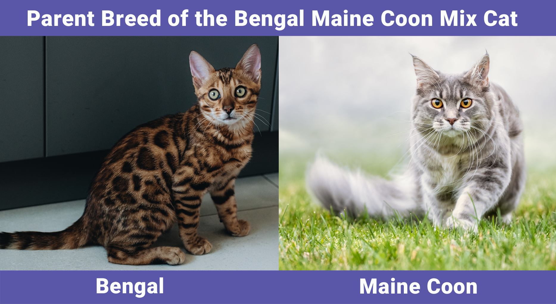 Parent Breed of the Bengal Maine Coon Mix Cat