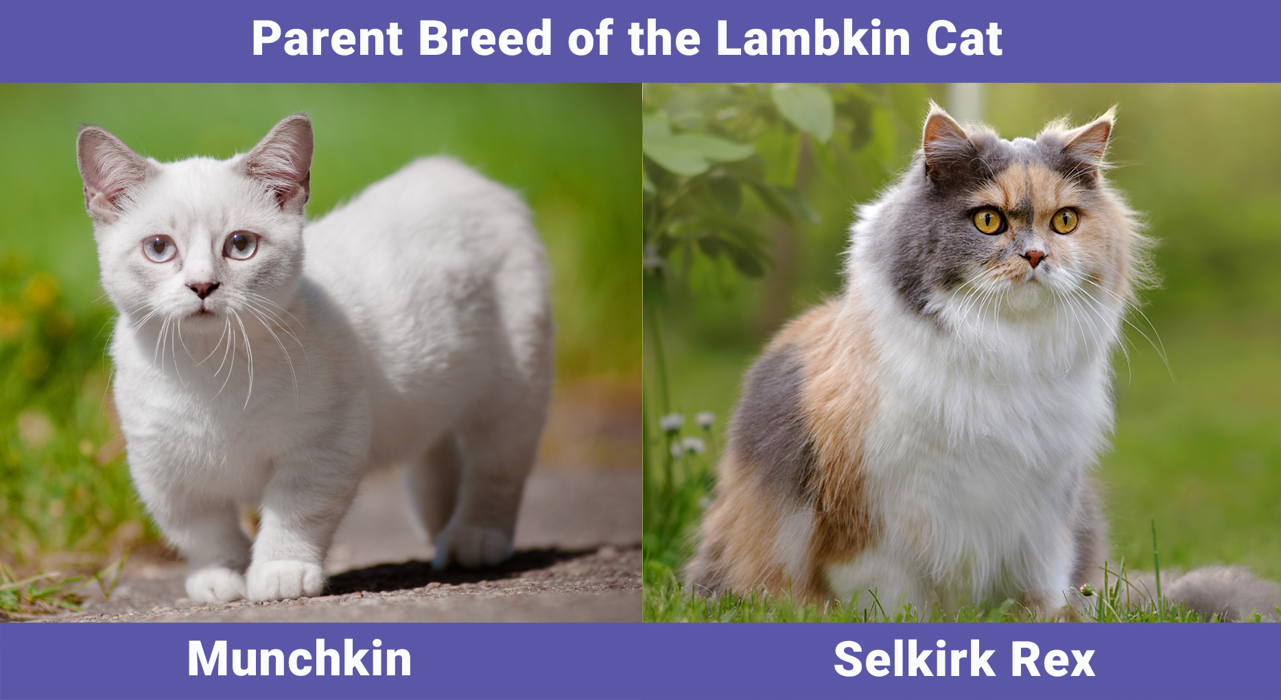 Parent Breed of the Lambkin Cat