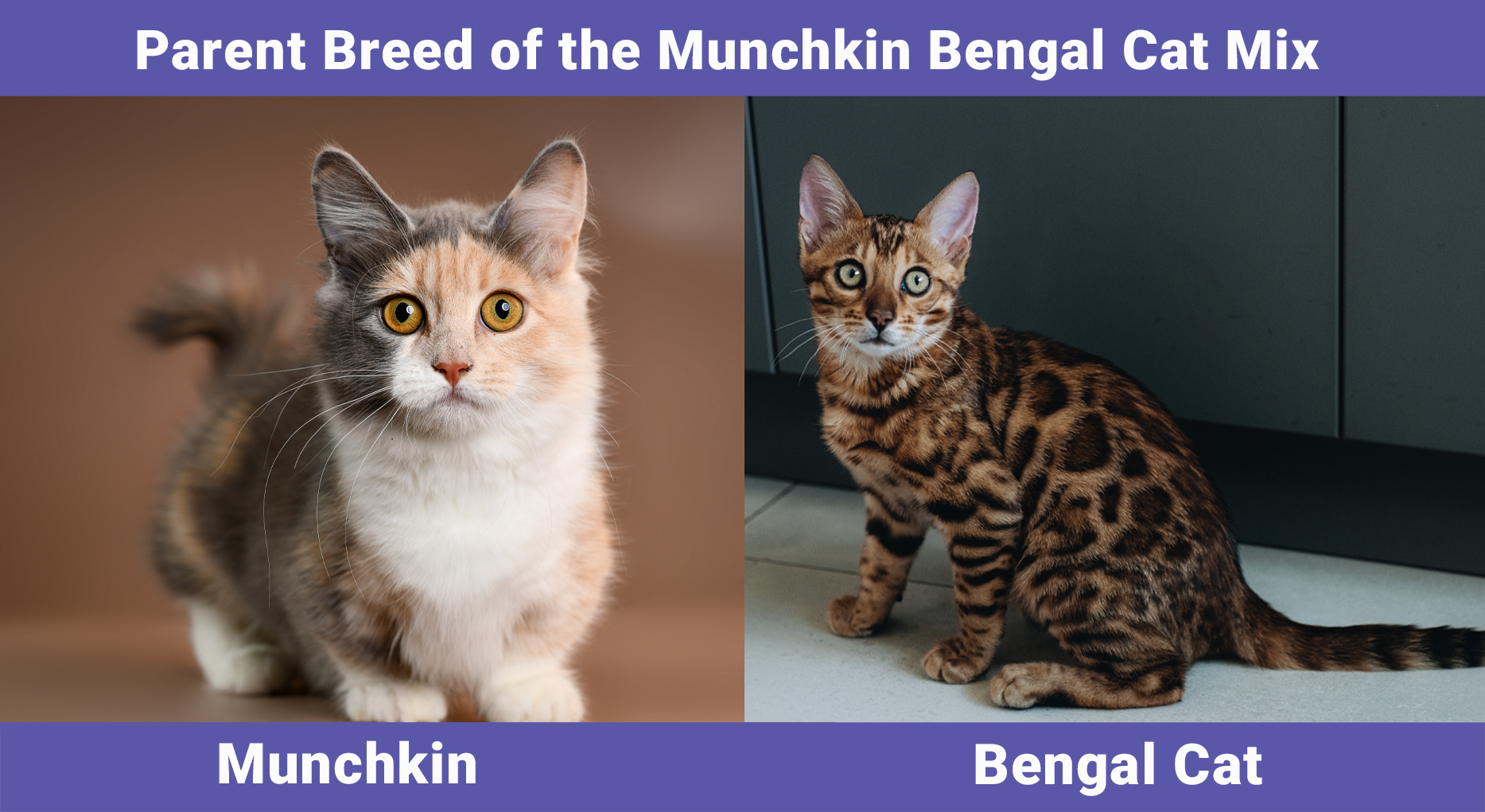 Parent Breed of the Munchkin Bengal Cat Mix