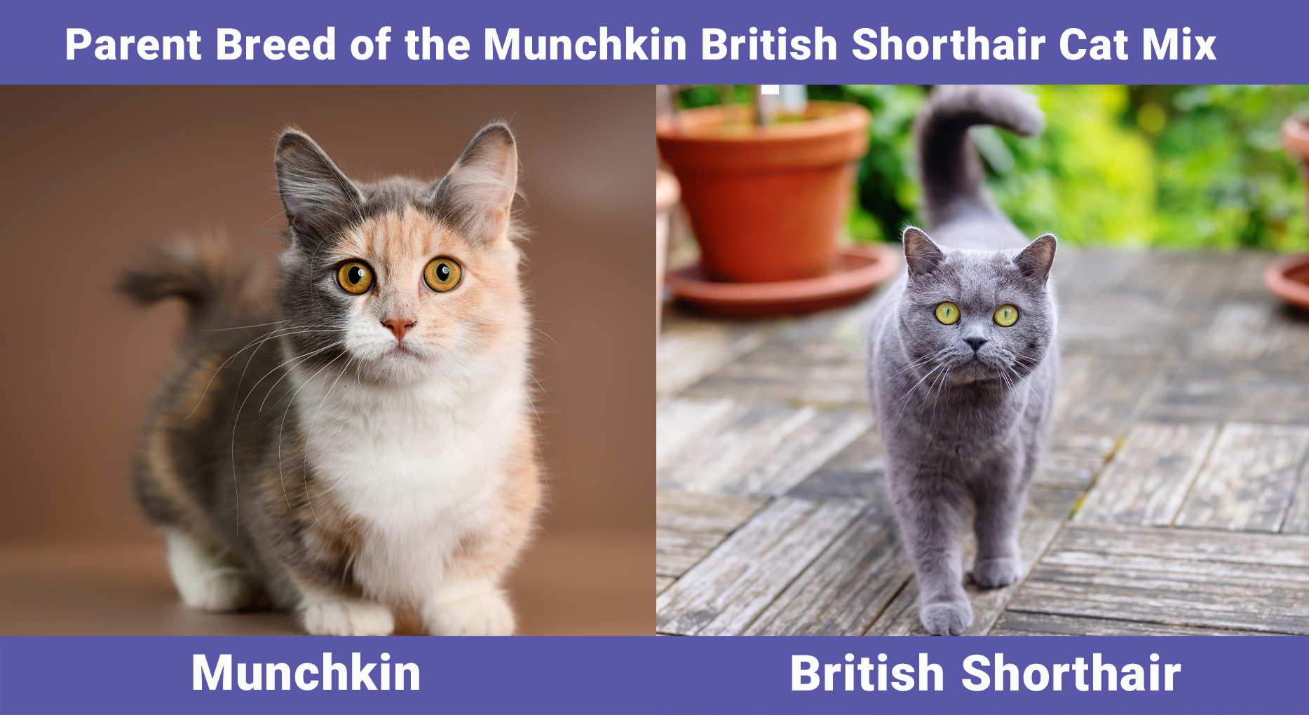 Parent Breed of the Munchkin British Shorthair Cat Mix