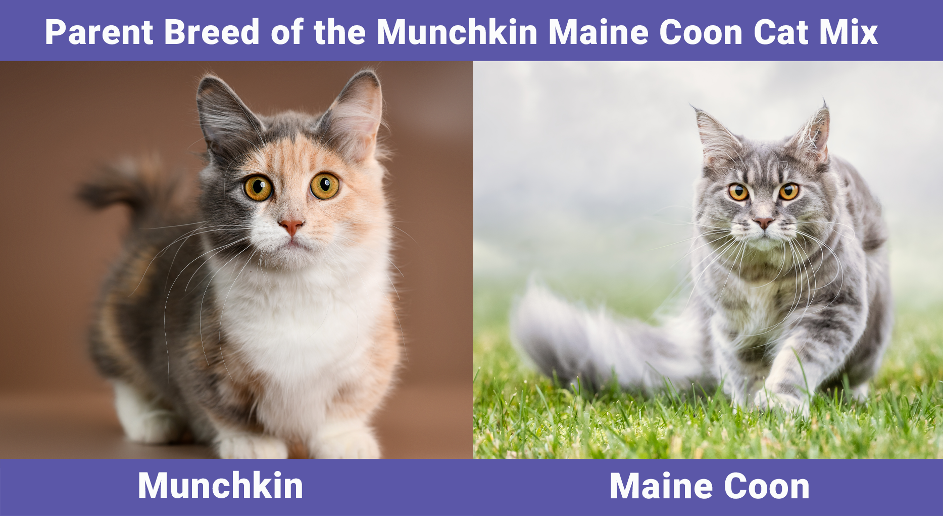 Parent Breed of the Munchkin Maine Coon Cat Mix