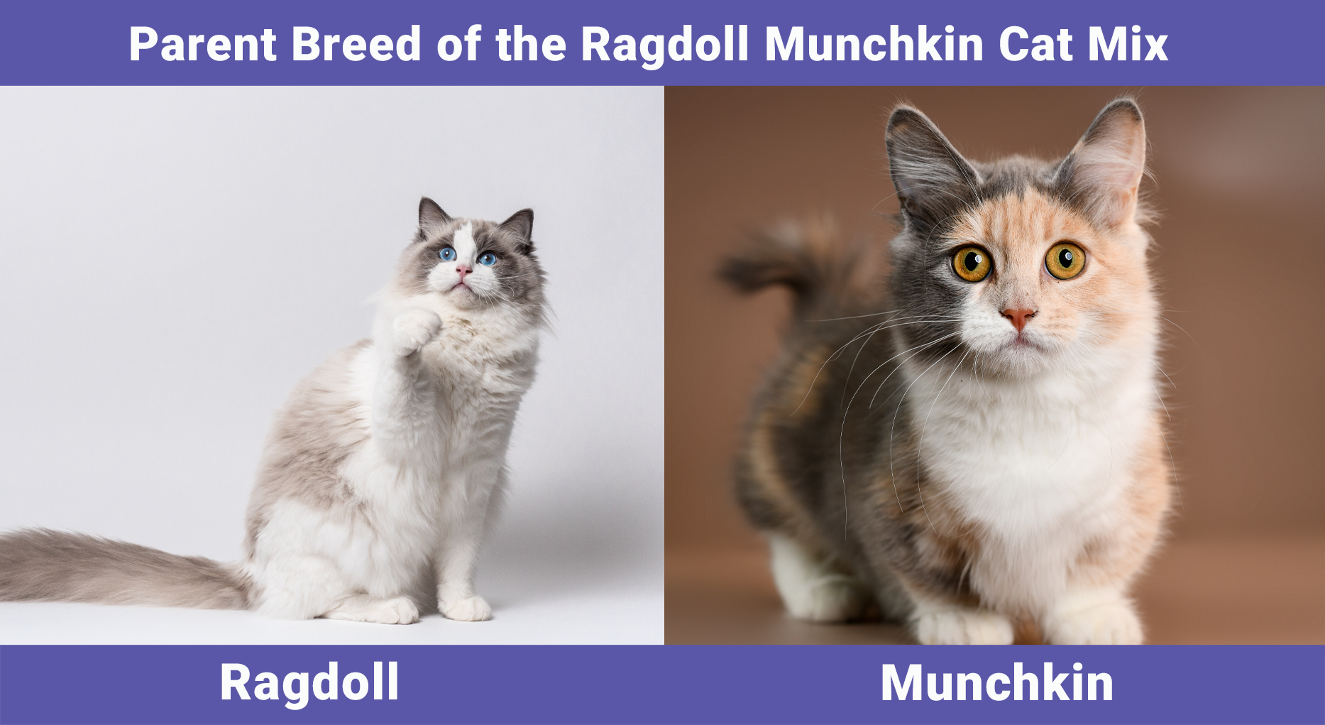 Parent Breed of the Ragdoll Munchkin Cat Mix