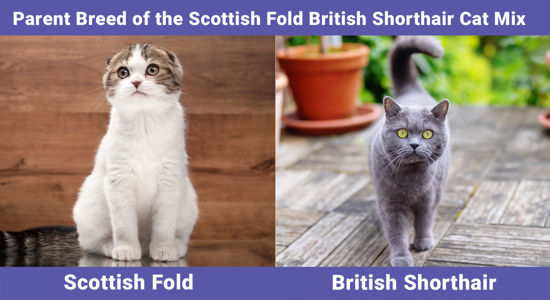 Parent Breed of the Scottish Fold British Shorthair Cat Mix