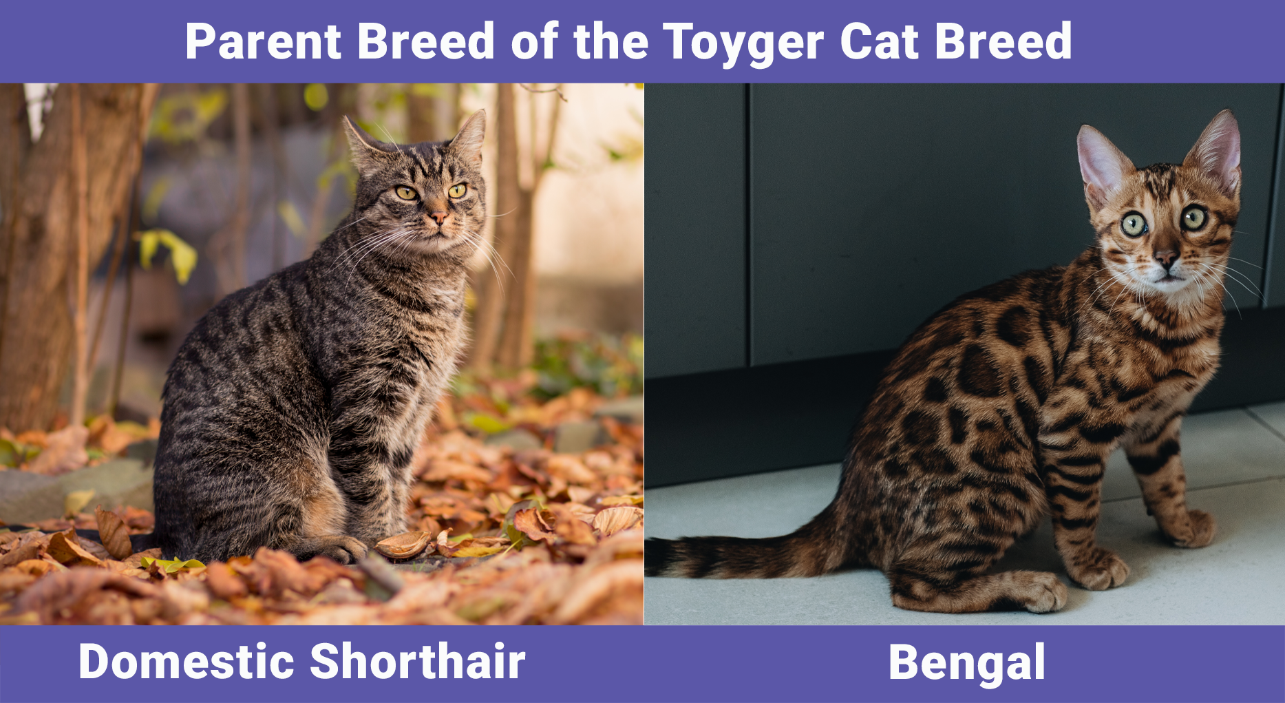 Parent Breed of the Toyger Cat Breed