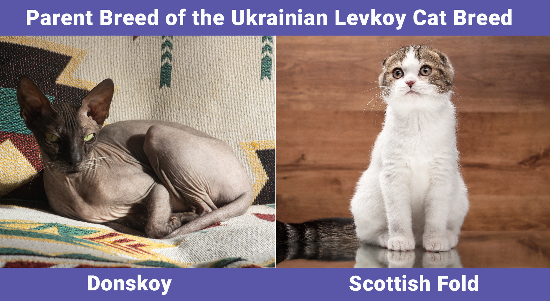 Parent Breed of the Ukrainian Levkoy Cat Breed
