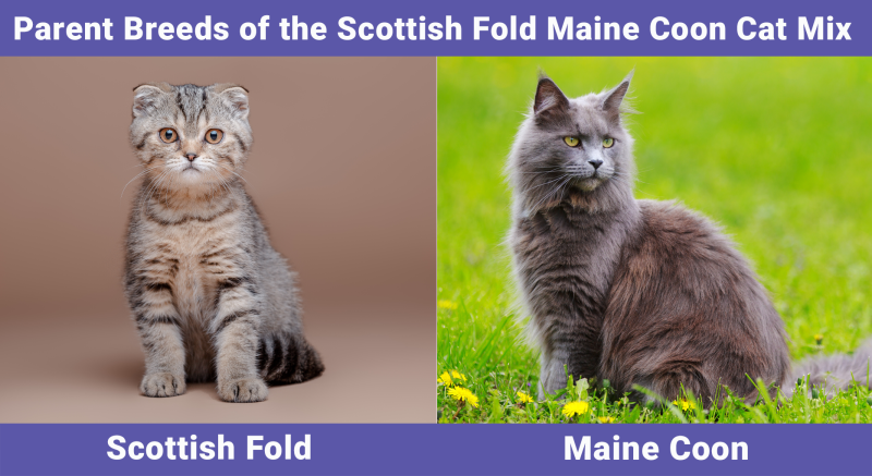 Parent Breeds of the Scottish Fold Maine Coon Cat Mix