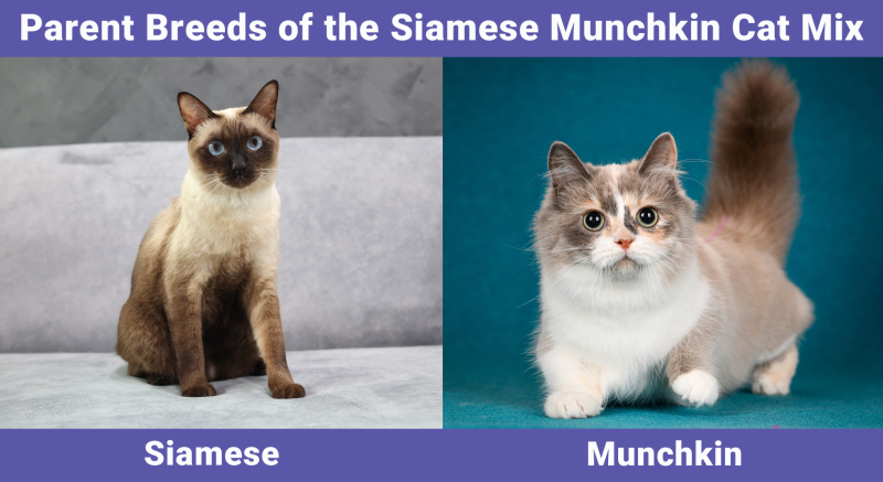 Parent Breeds of the Siamese Munchkin Cat Mix