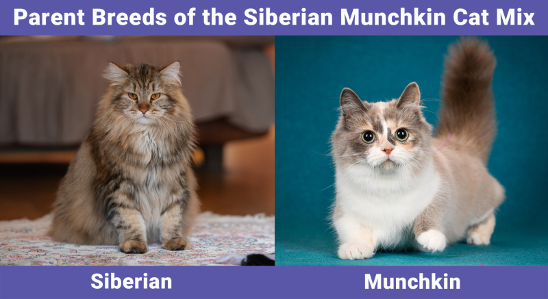 Parent Breeds of the Siberian Munchkin Cat Mix