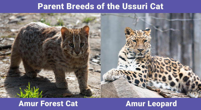 Parent Breeds of the Ussuri Cat
