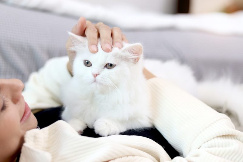 Persian cat sitting lying laying on owner woman