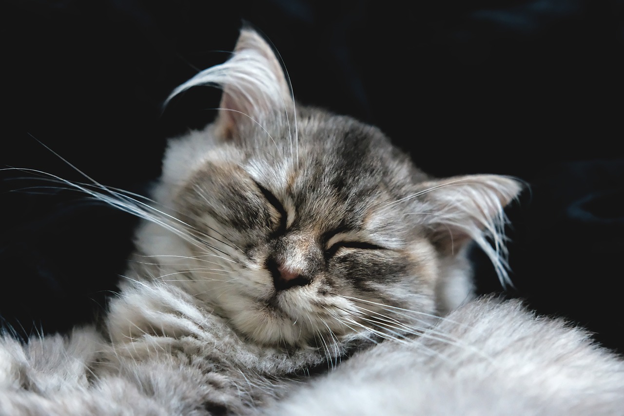 7 Adorable Short Eared Cat Breeds (With Info & Pictures)