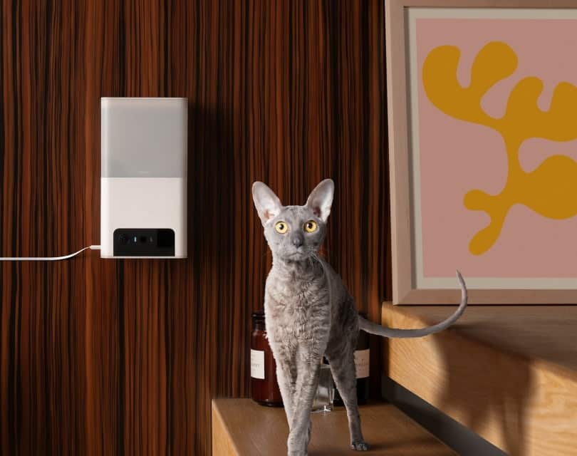 10 Best Pet Cameras for Cats in 2026 - Reviews & Top Picks