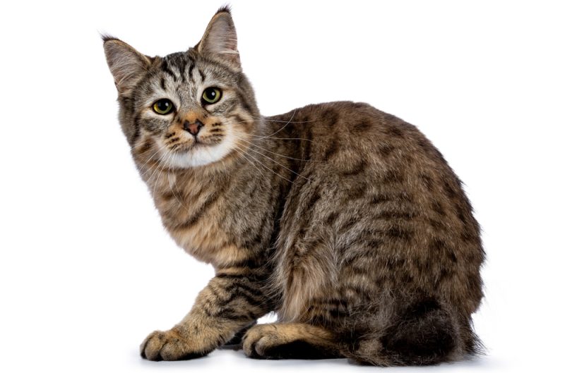 Pixie-Bob Cat sitting in a white background