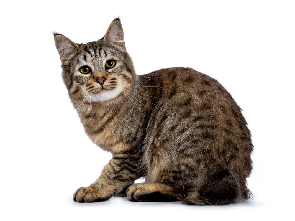 Pixie-Bob Cat Breed: Info, Pictures, Temperament & Traits
