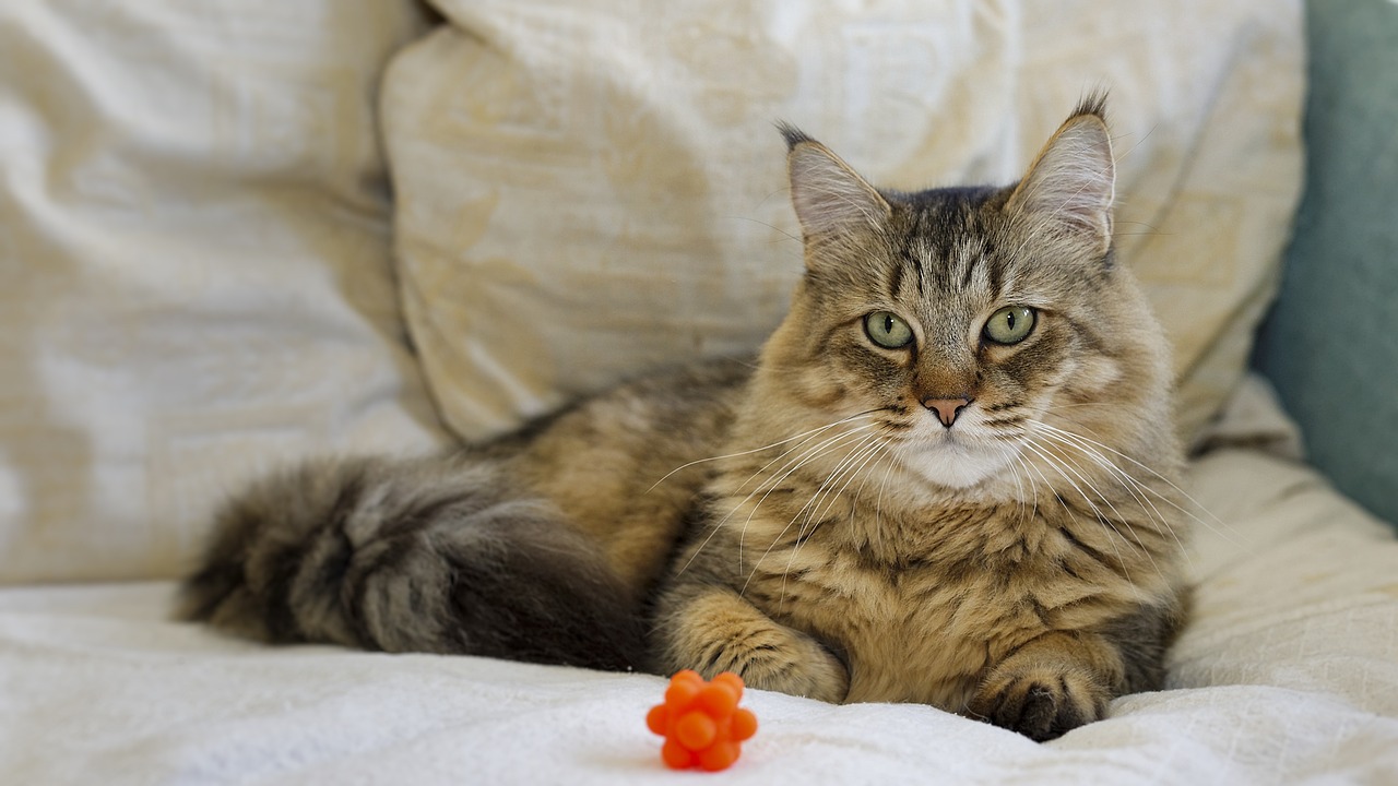 How to Tell if Your Cat is Mixed With a Bobcat: Vet Verified Facts vs Myths