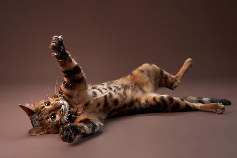 11 Best Toys for Bengal Cats of 2026 - Reviews & Top Picks