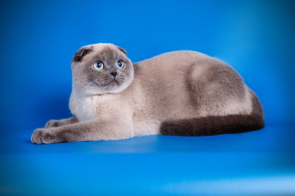 Pointed Scottish Fold