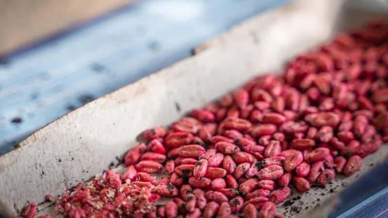 Will a Cat Eat Rat Poison? How to Use It Safely Around Them
